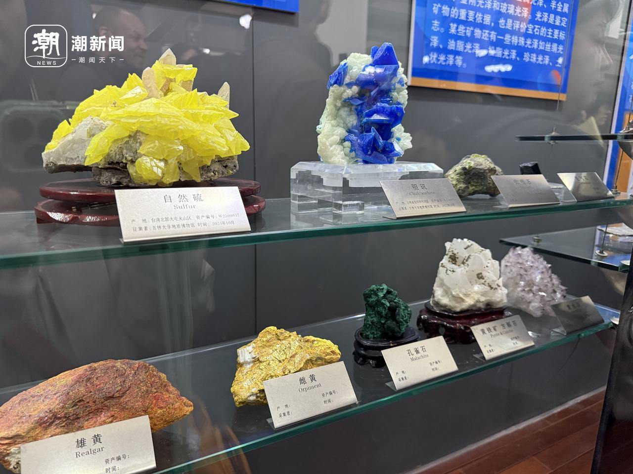 嘉荫卡龙骨架化石：高6米长11米