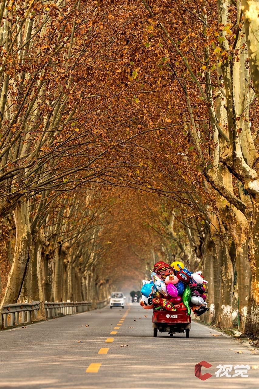 大学路中段街景,梧桐树下的灰砖红瓦建筑