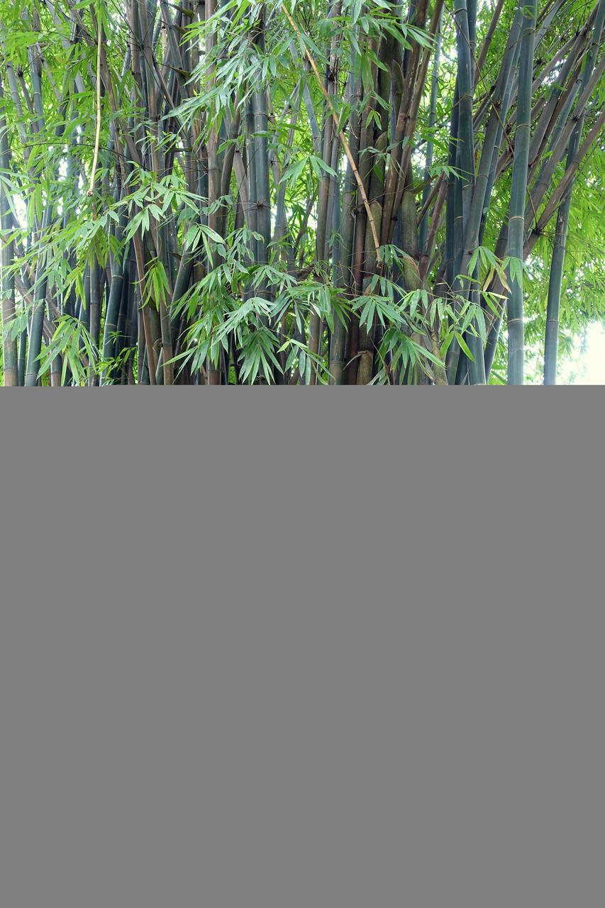 望江楼公园吟诗楼竹林