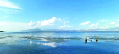 阳南溪入湖口的人工湿地,三段沉淀池和植物净化区
