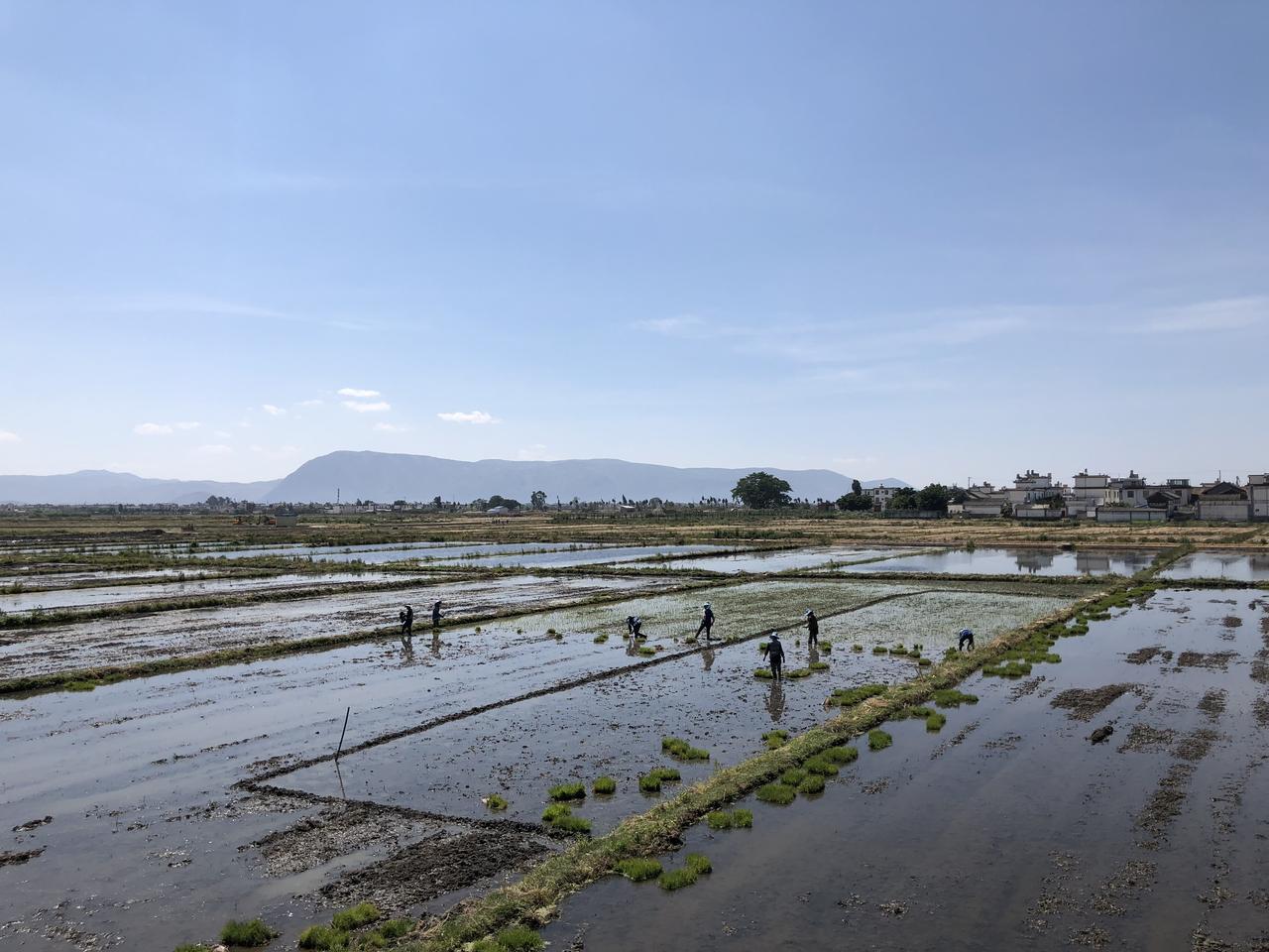 苍山脚下的水稻田,由十八溪的灌溉网络滋养