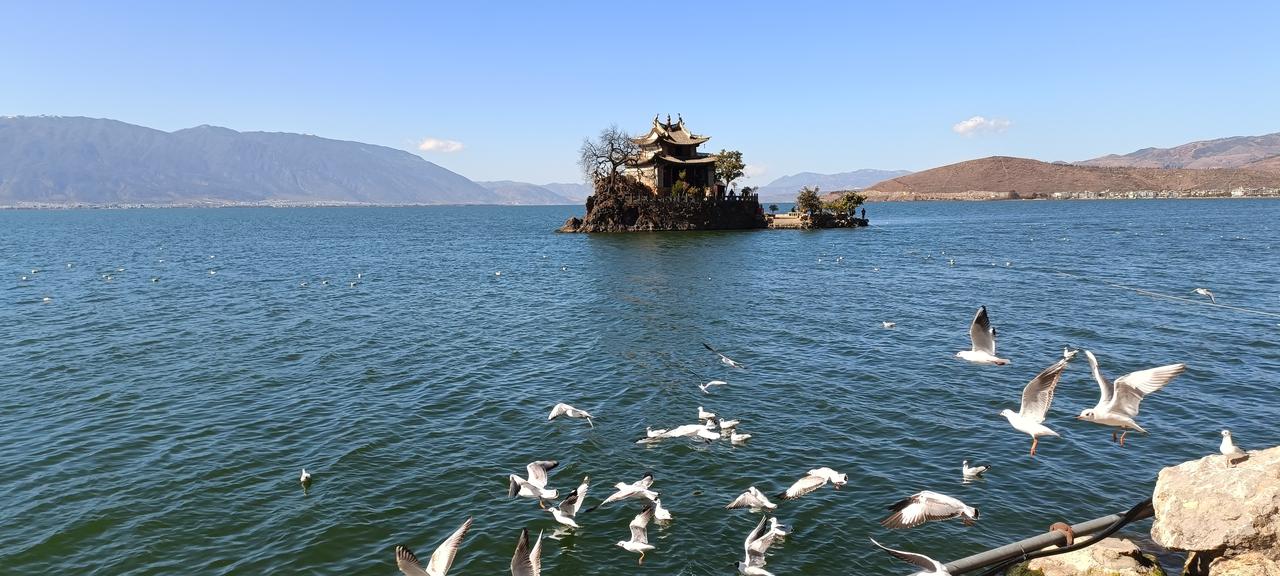 洱海小普陀冬季红嘴鸥聚集，观景桥上游客喂鸟