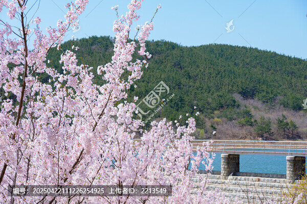 龙王塘水库大坝与樱花