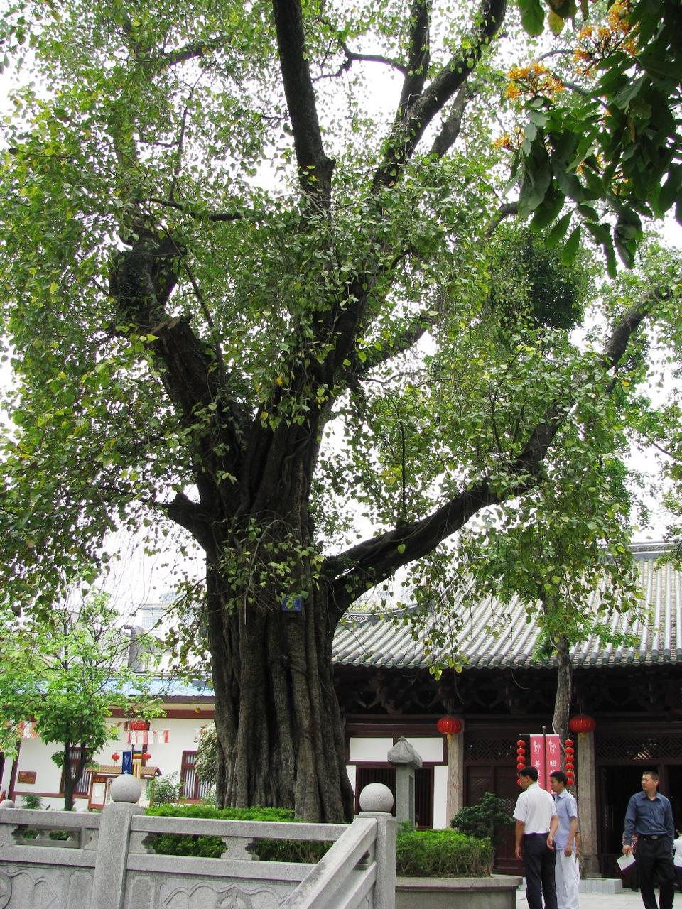 光孝寺内的菩提树，据记载为中国第一棵菩提树的后继者