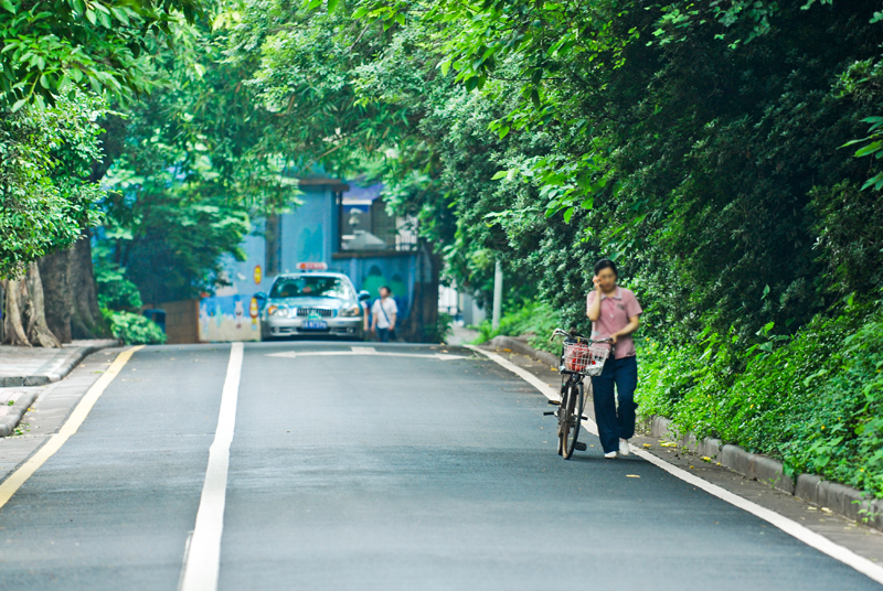 华侨新村内的林荫道路，树冠相连