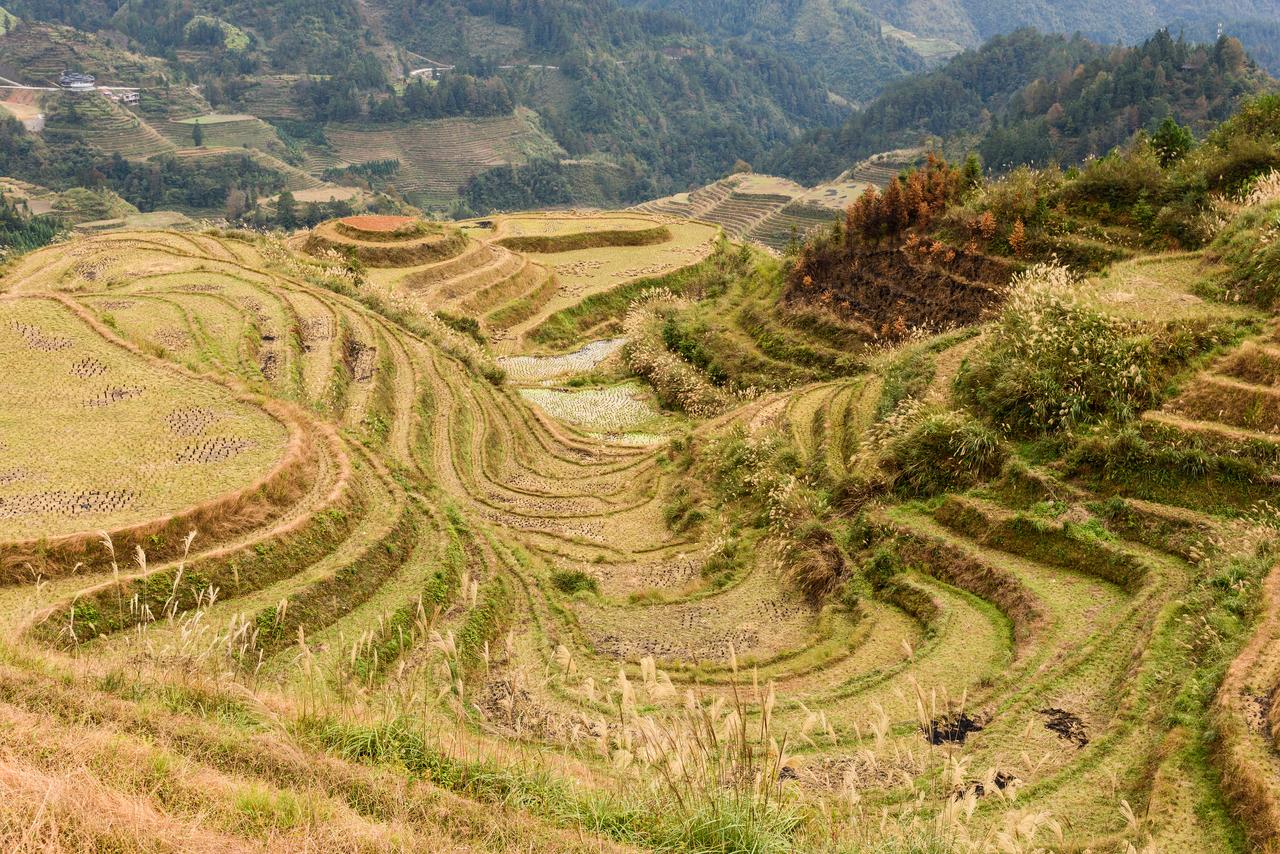龙脊梯田全景，一层层梯田从山谷延伸到山顶