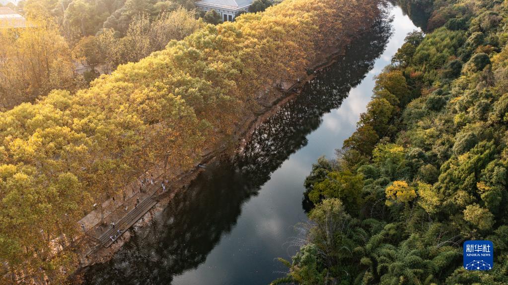 黄金大道的法国梧桐,秋季金黄如带