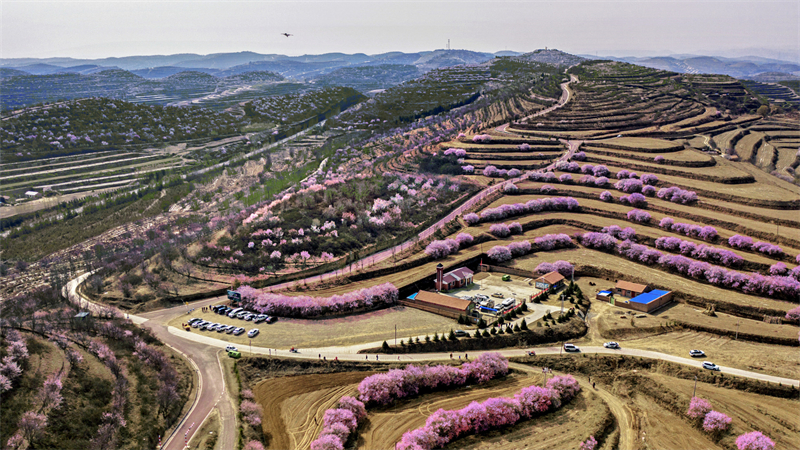 彭阳梯田春景