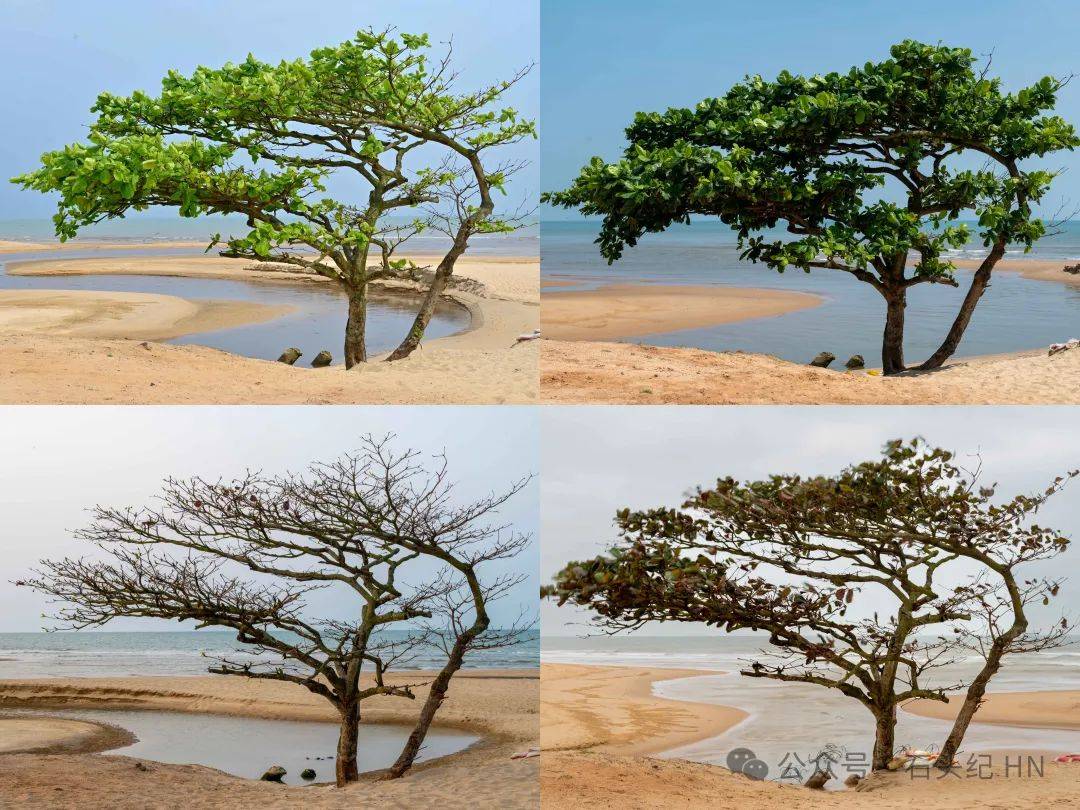 五源河生态塘中的水菜花：国家二级保护植物