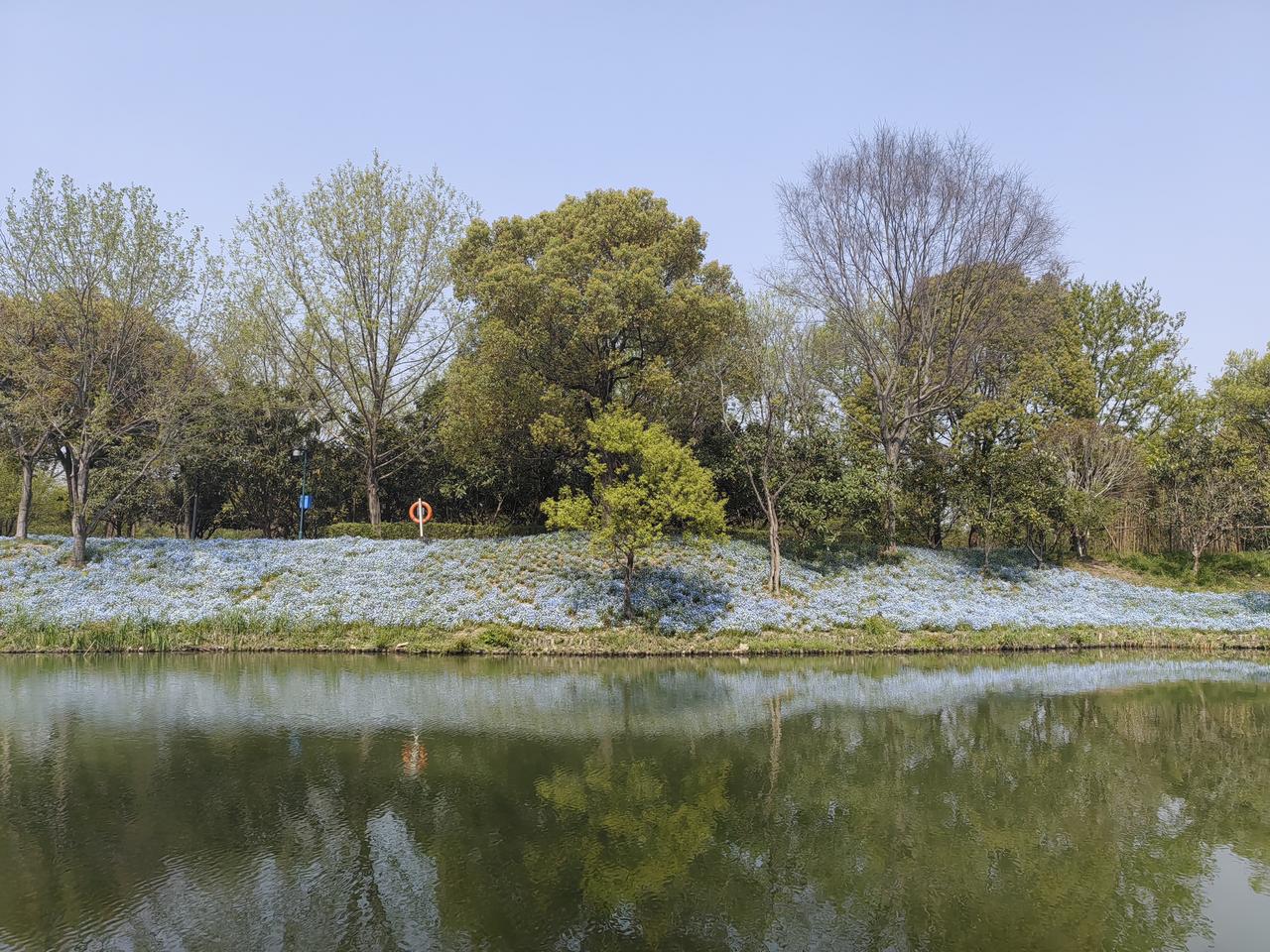 西溪湿地春季景观：花坡与木质护岸