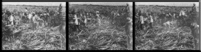 Cutting sugar cane in Hawaiʻi, 1901