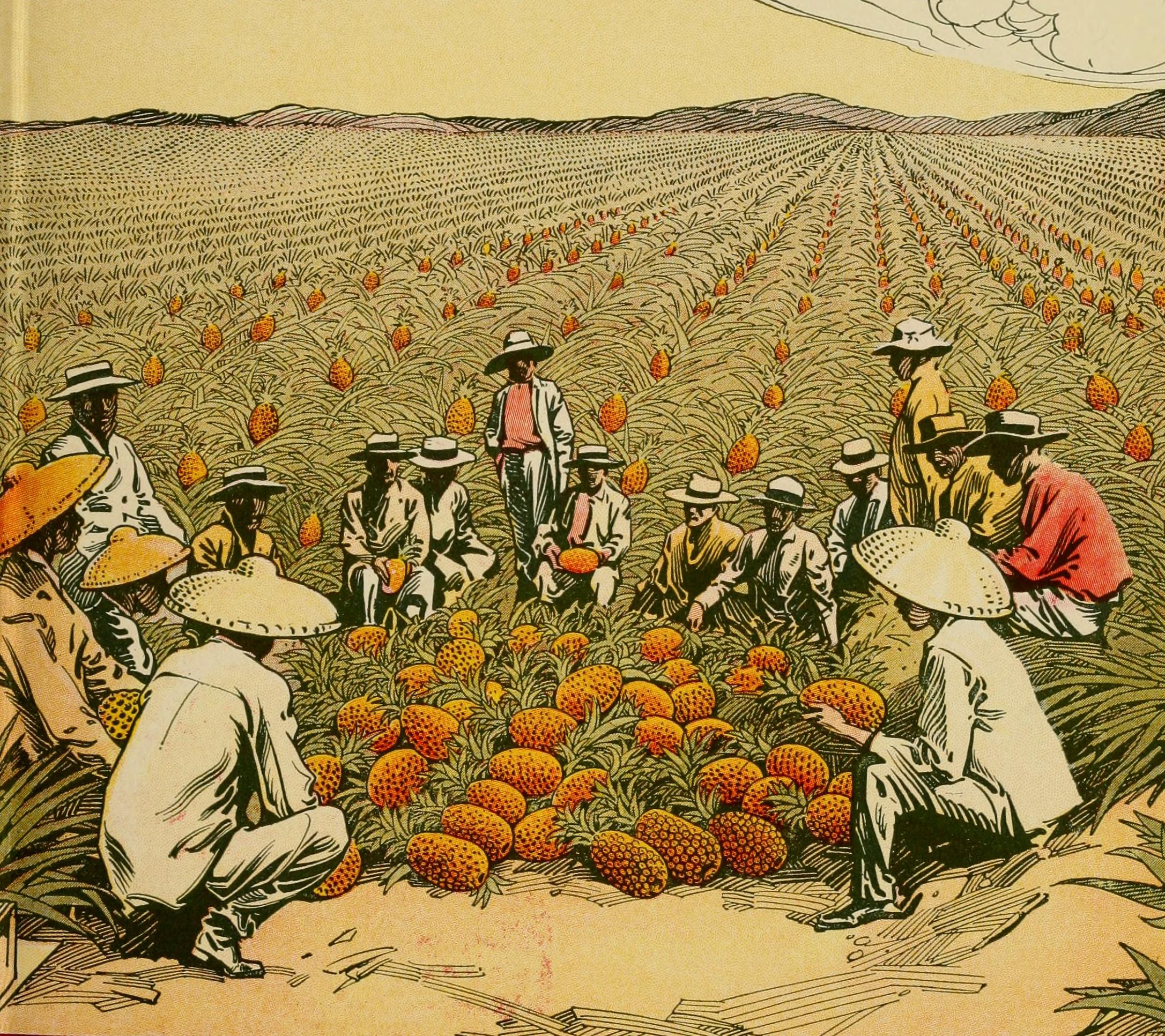 1914 年菠萝田采收场景，工人将菠萝装车