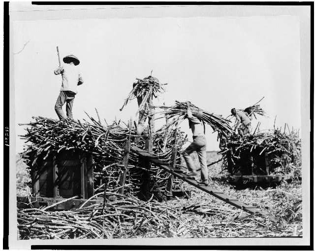 Loading cut sugar cane into carts in Hawaiʻi