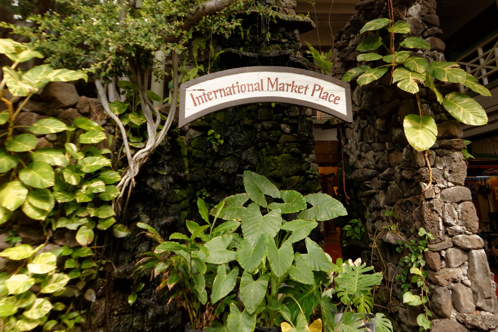 International Market Place 的 Kalākaua Avenue 入口和中央 banyan tree，显示入口牌和树冠关系