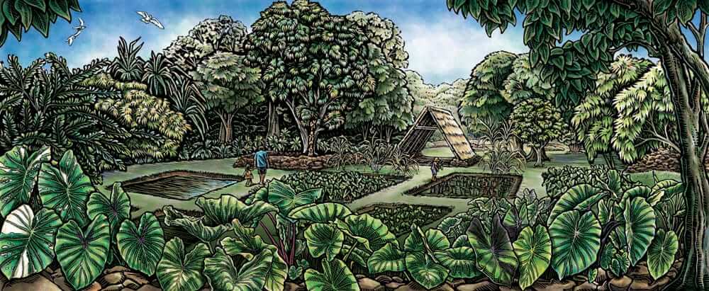 Kānewai legacy exhibition，记录 loʻi 四十余年历程的资料展示