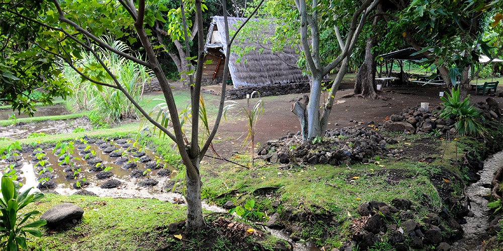 Kānewai loʻi 全景，水面覆盖 kalo 叶片，校园建筑在背景中