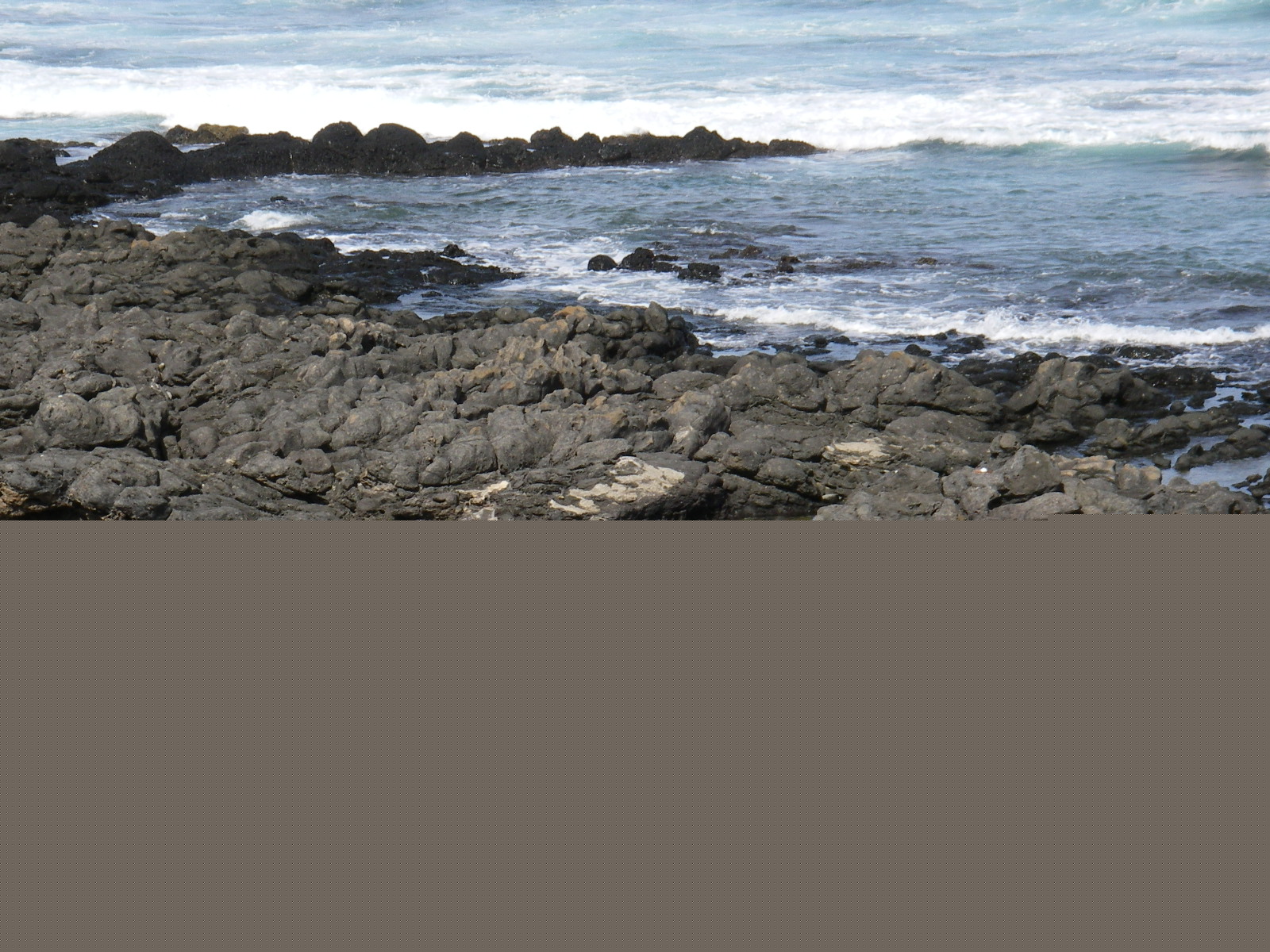 Hawaiian monk seal at Kaʻena Point