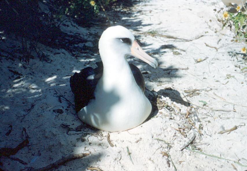 Laysan albatross on nest