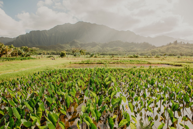 Kāko'o 'Ōiwi lo'i kalo 田的水面、田埂和 Ko'olau 山脊