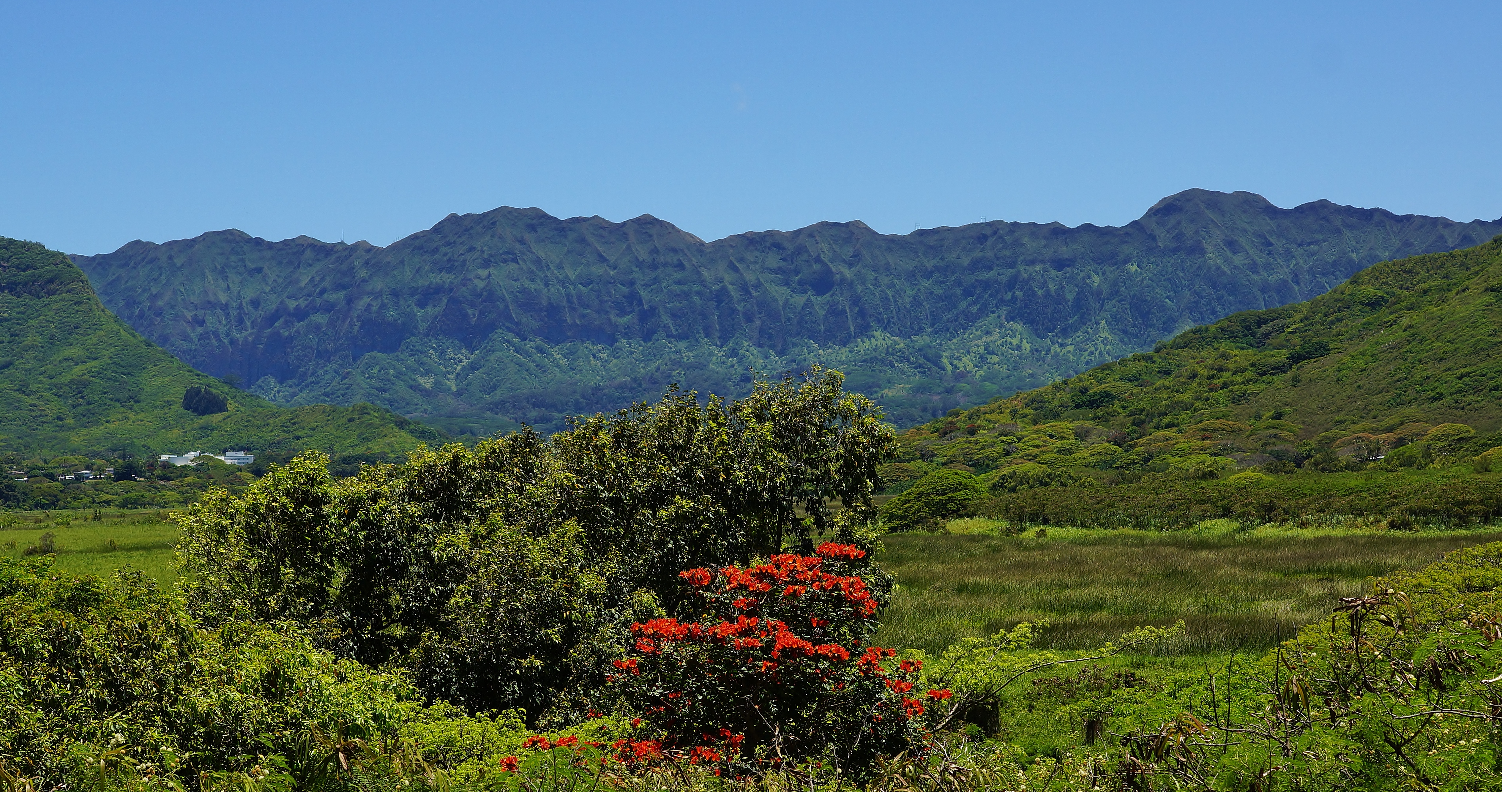 Kawainui Marsh 低平湿地与 Koʻolau 山脉背景