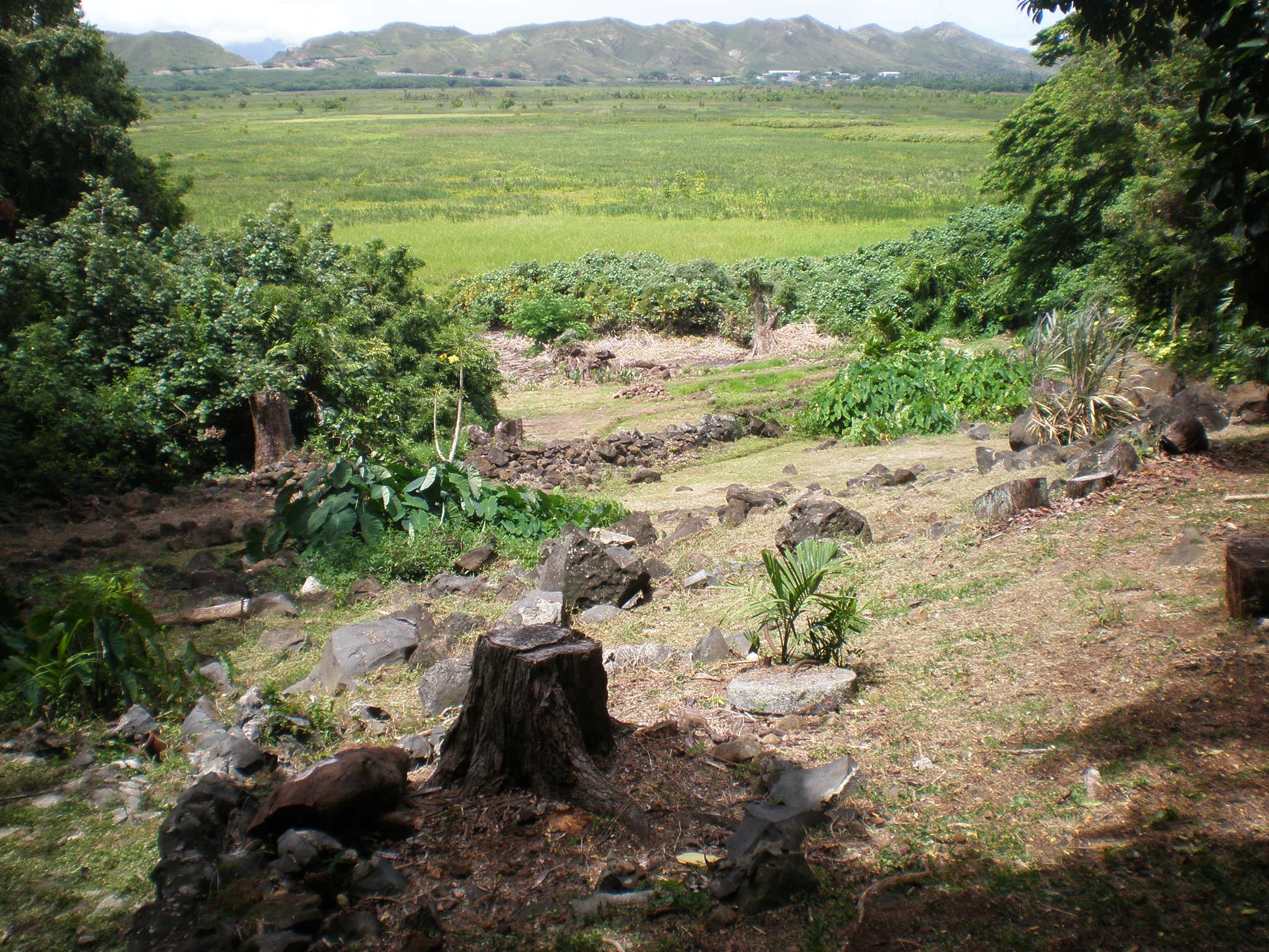 从 Ulupō Heiau 方向看 Kawainui Marsh