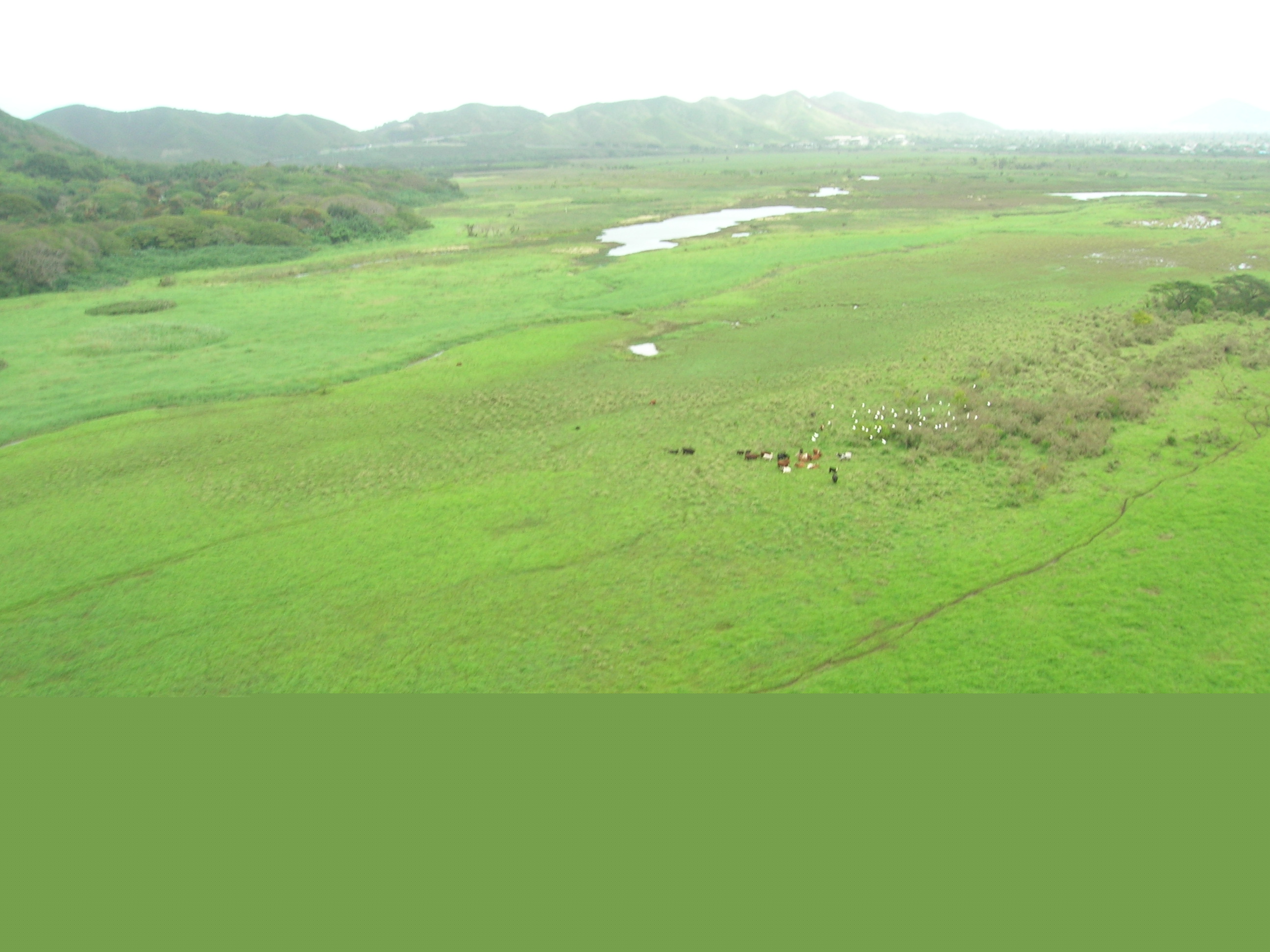 Kawainui Marsh 航空照片，植被与水面格局
