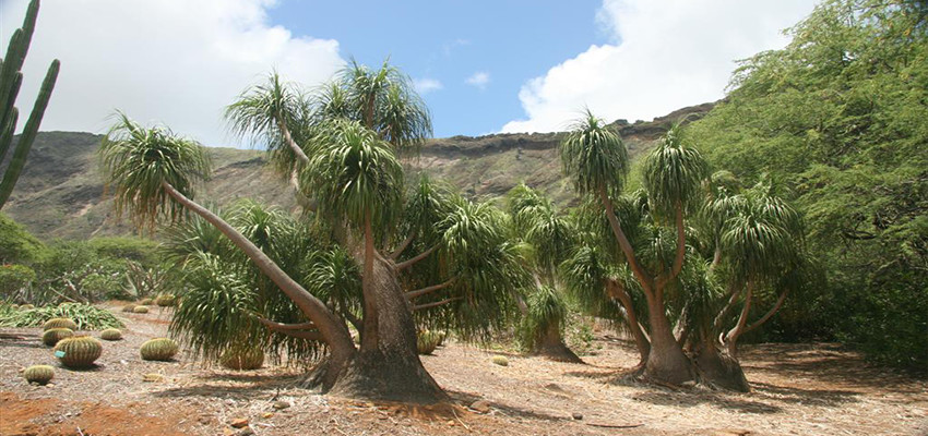 Koko Crater Botanical Garden showing dryland plant beds within the crater basin