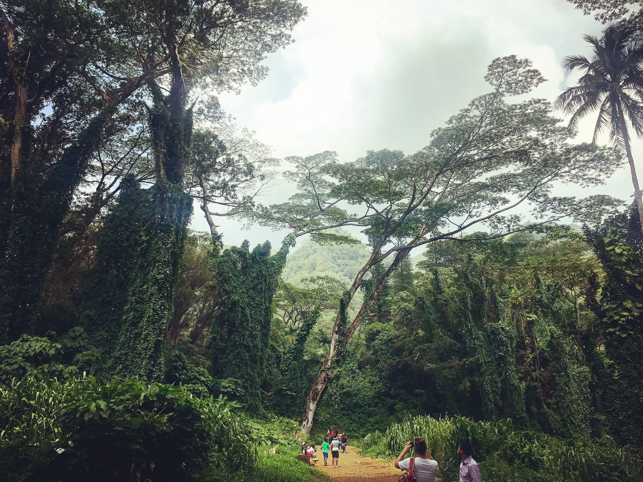 Mānoa Falls Trail wet forest access corridor