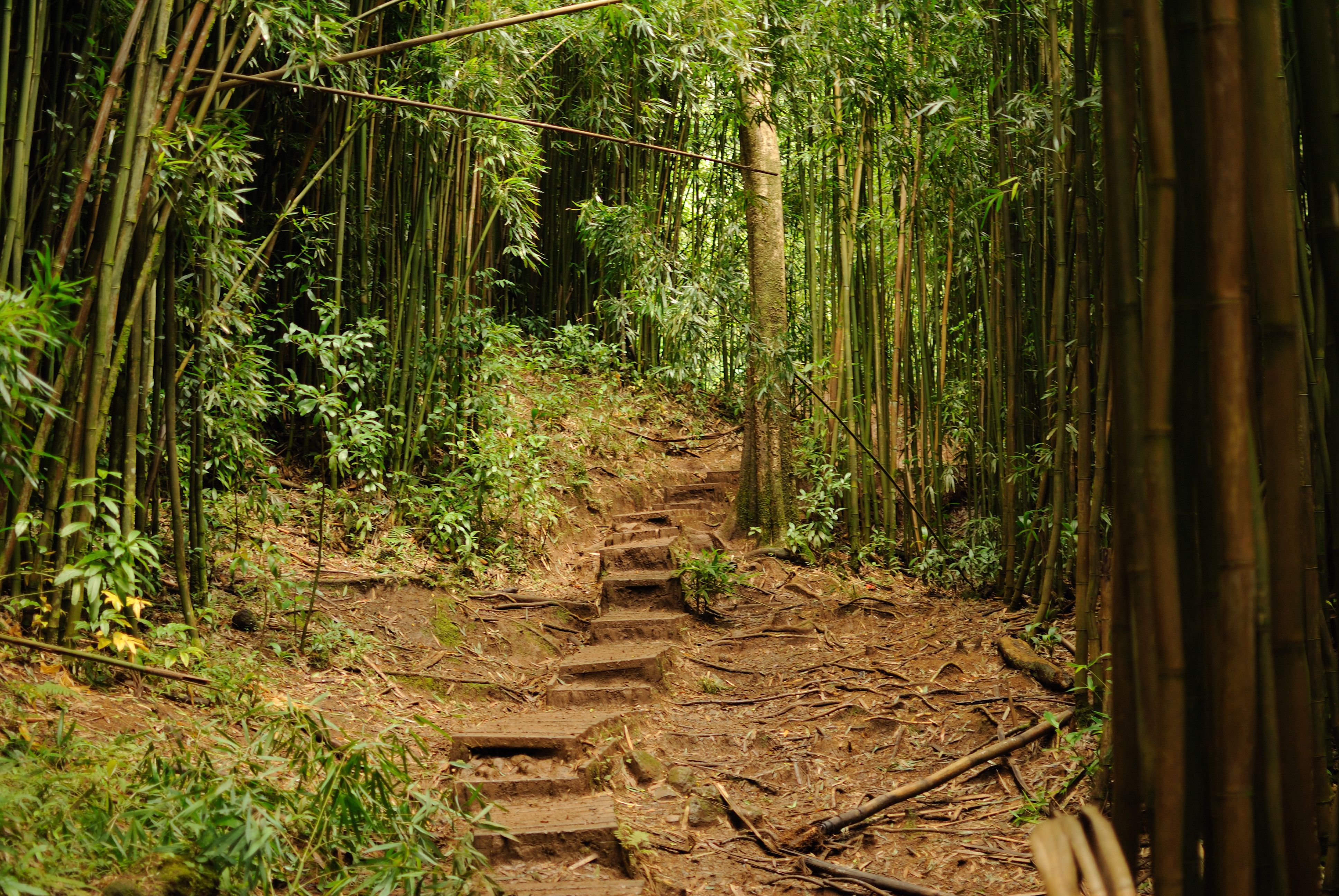 Hardened steps on Mānoa Falls Trail