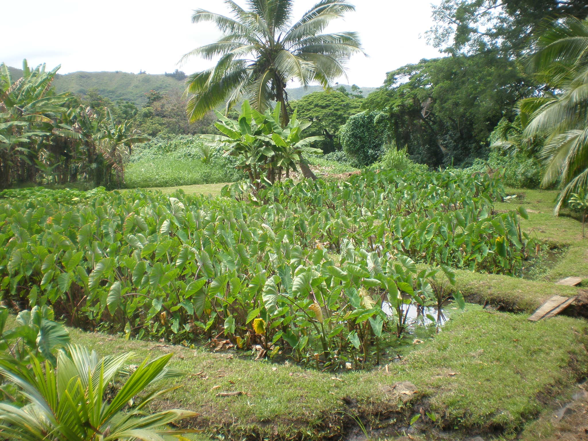 Kalo loʻi near Ulupō Heiau