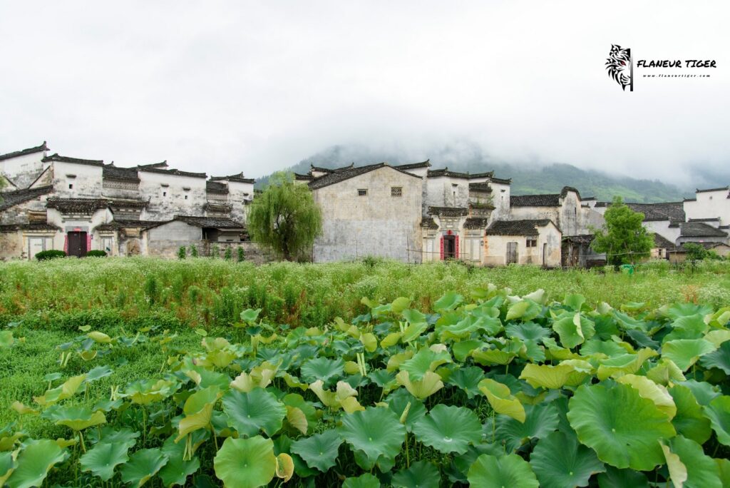 关麓八大家建筑群的马头墙和徽派外立面
