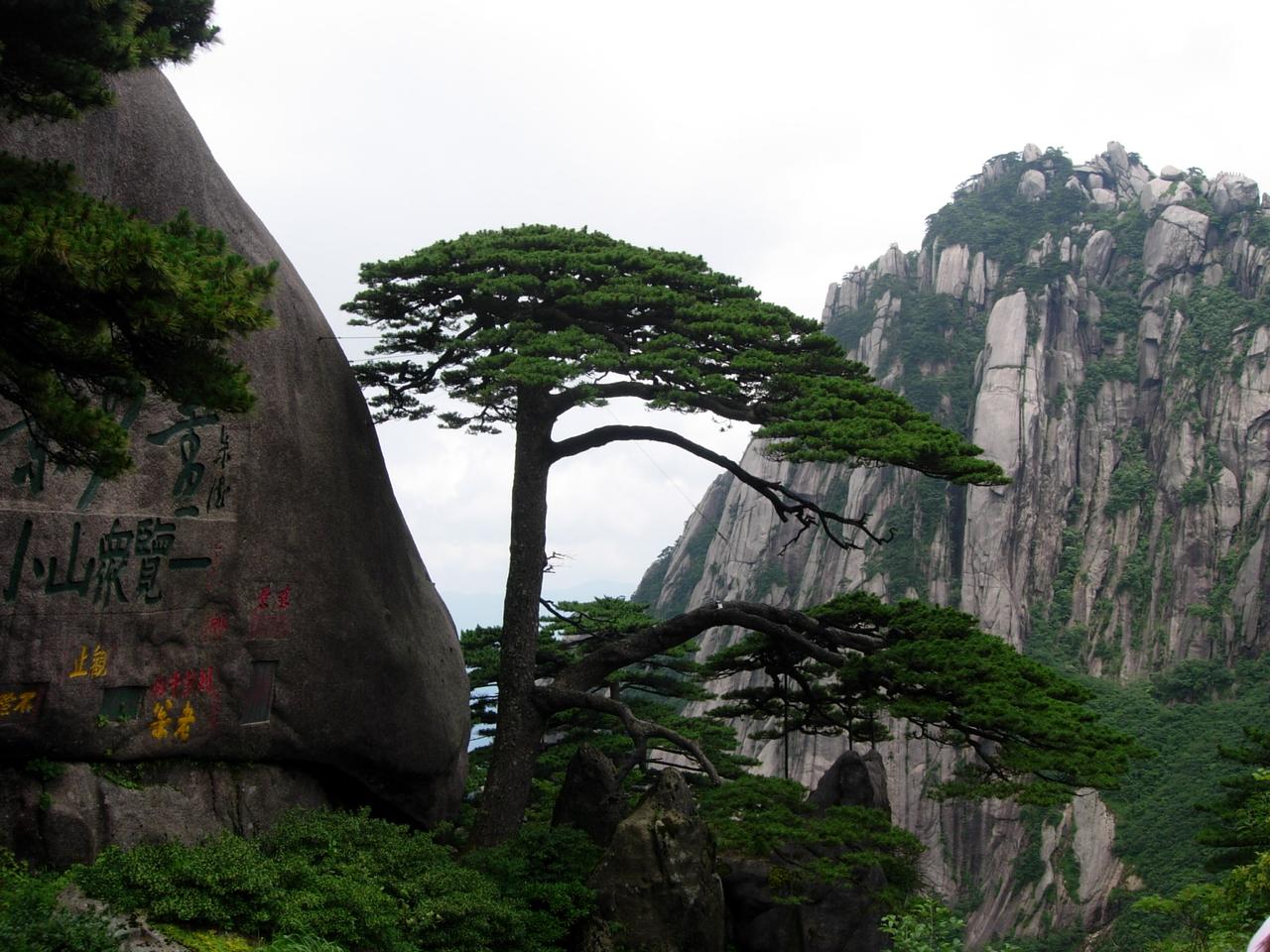 迎客松：被商标化的千年古树