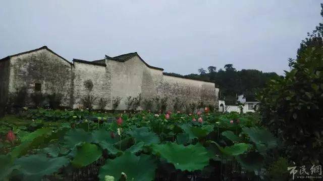 桃源村古茶村：白墙黛瓦与青石板古道