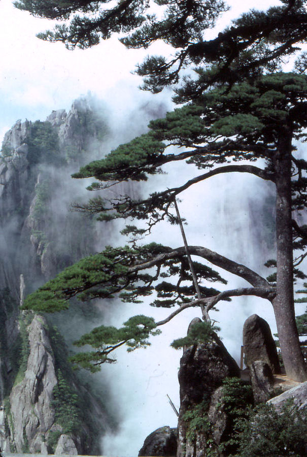 迎客松标准全景:玉屏楼前悬崖上伸展枝丫的千年古松