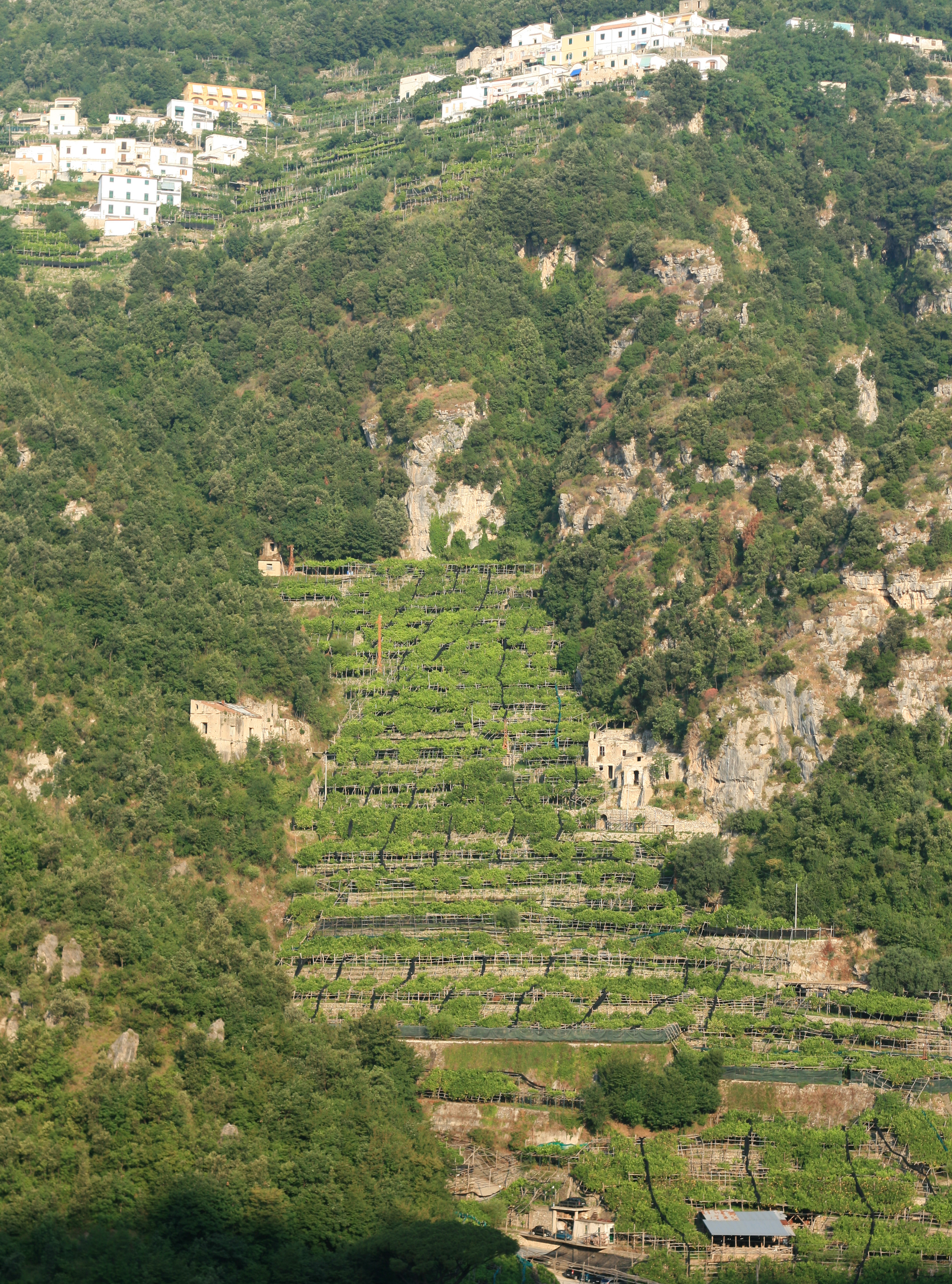 阿马尔菲海岸的梯田柠檬园
