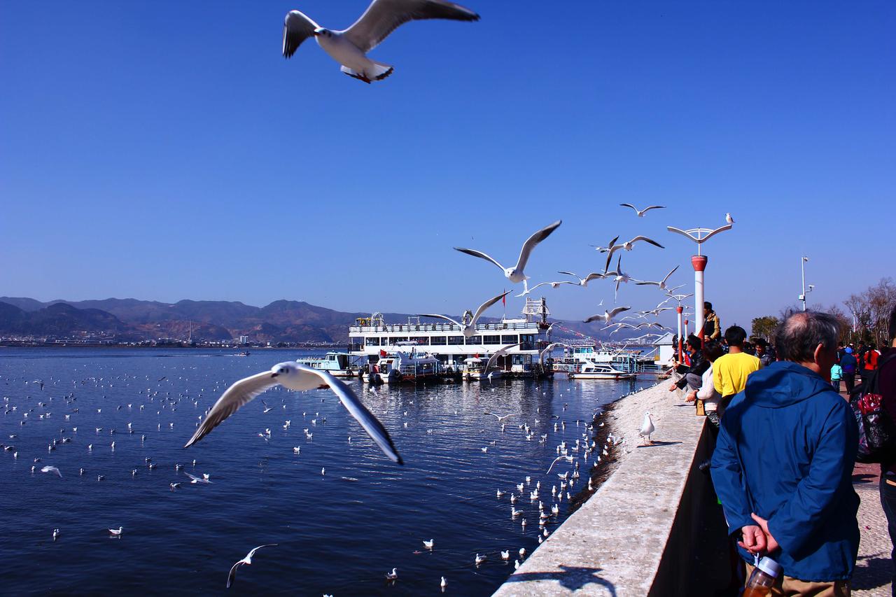红嘴鸥聚集在草海大堤水面