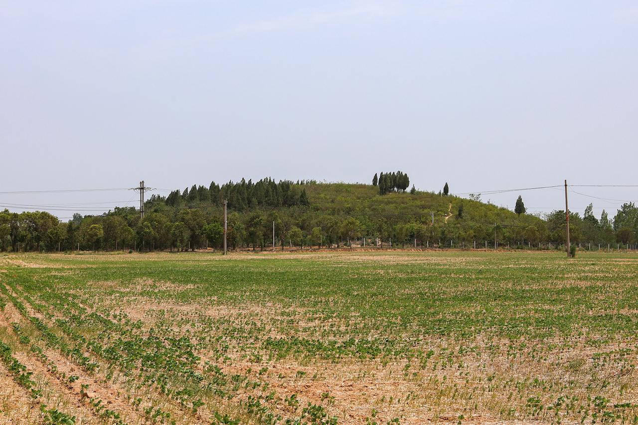 邙山田野中的大型东汉封土堆（大汉冢）