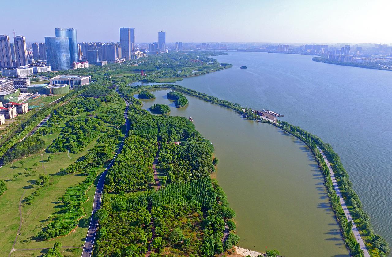 艾溪湖湿地公园候鸟乐园中的天鹅