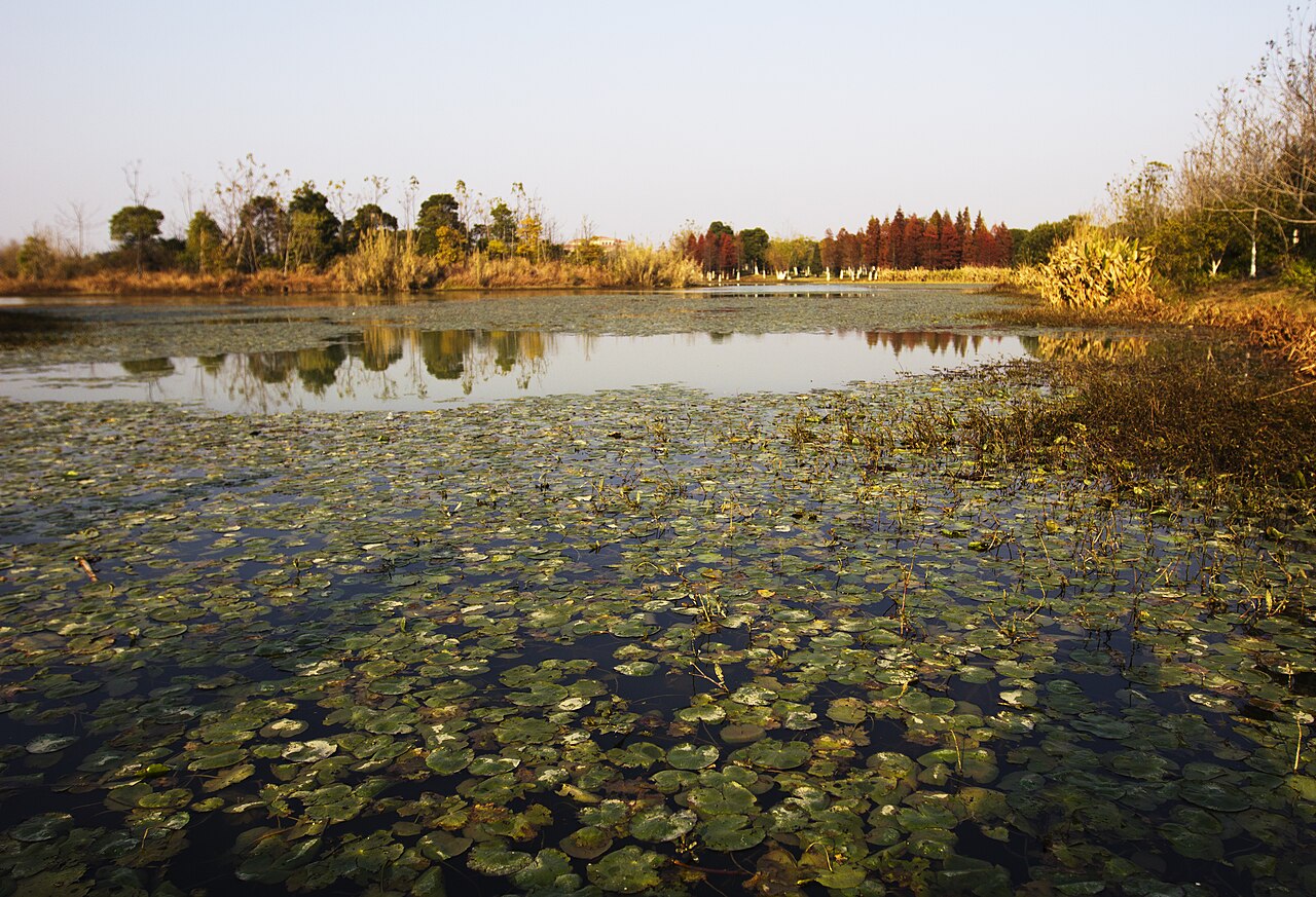 艾溪湖湿地公园湖面睡莲与远景