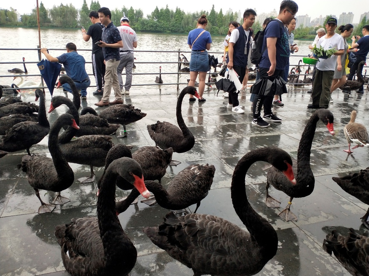 艾溪湖湿地公园黑天鹅与游客互动