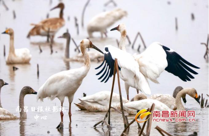 艾溪湖湿地公园鹤园中的鹤群和天鹅群