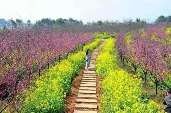 凤凰沟茶海，2150亩茶园连绵起伏
