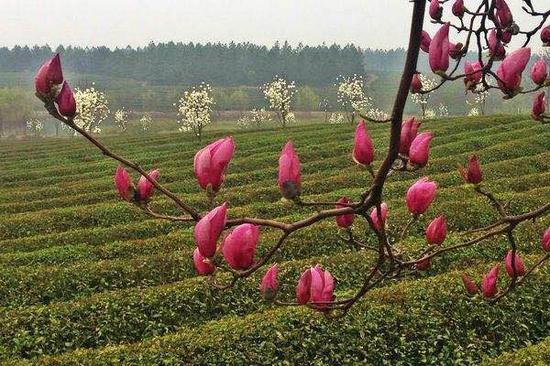 樱花与茶园套种景观