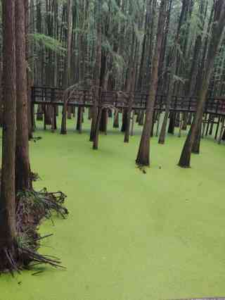 青山湖南岸湖滨公园和城市天际线
