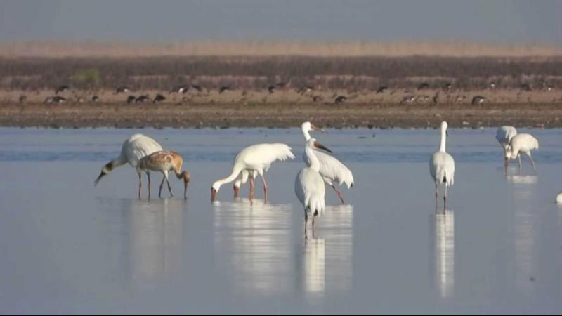 南矶湿地冬季候鸟群,大量天鹅、雁鸭在碟形湖中栖息觅食