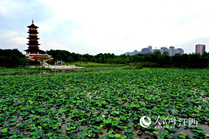 湿地公园内的荷花塘与生态岸线