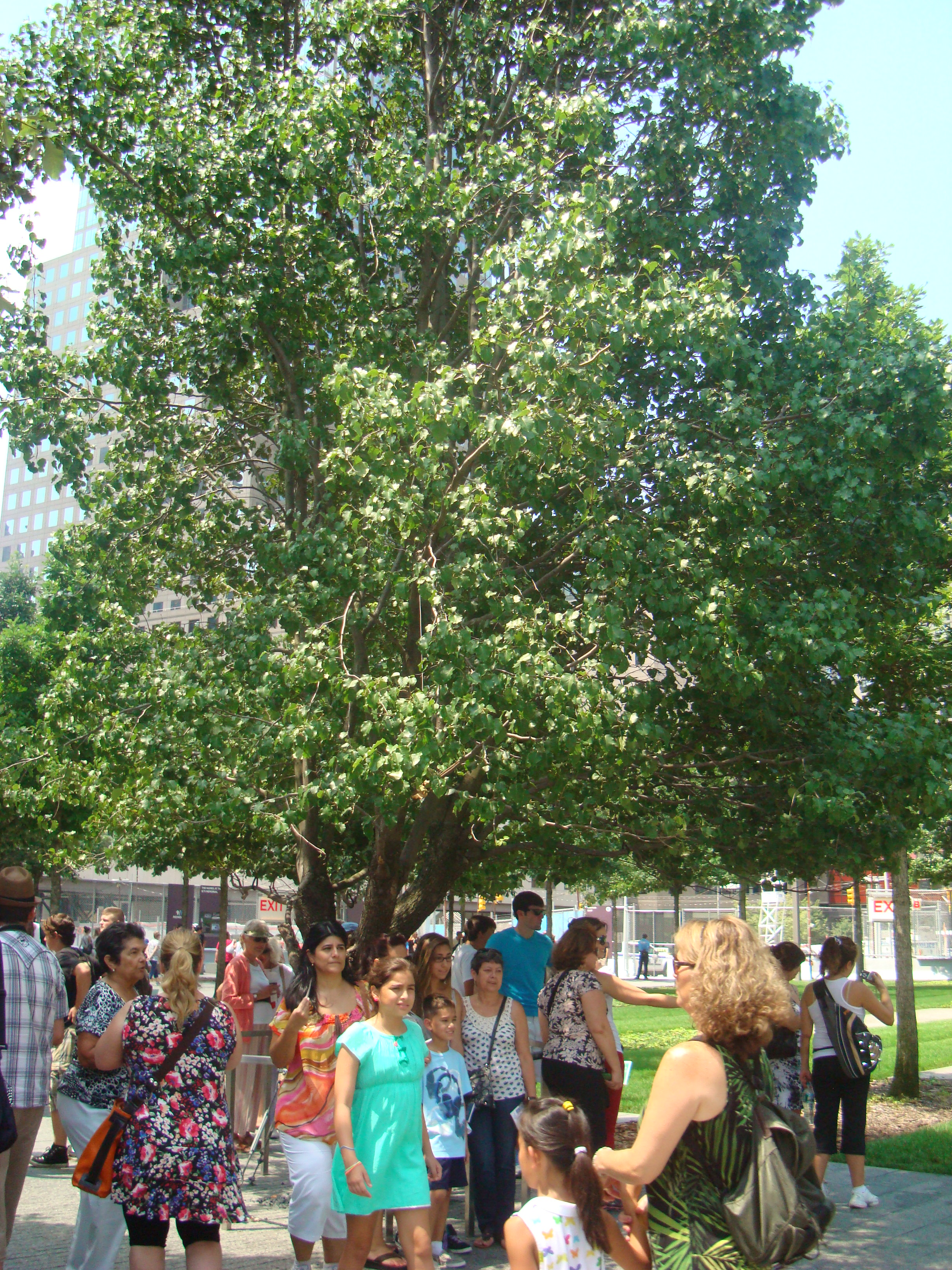 幸存者树：一棵树干基部有伤疤但新枝繁茂的 Callery pear