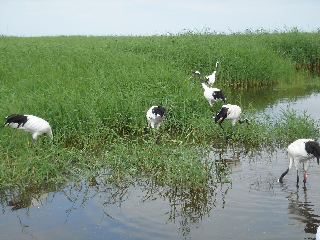 丹顶鹤在扎龙湿地