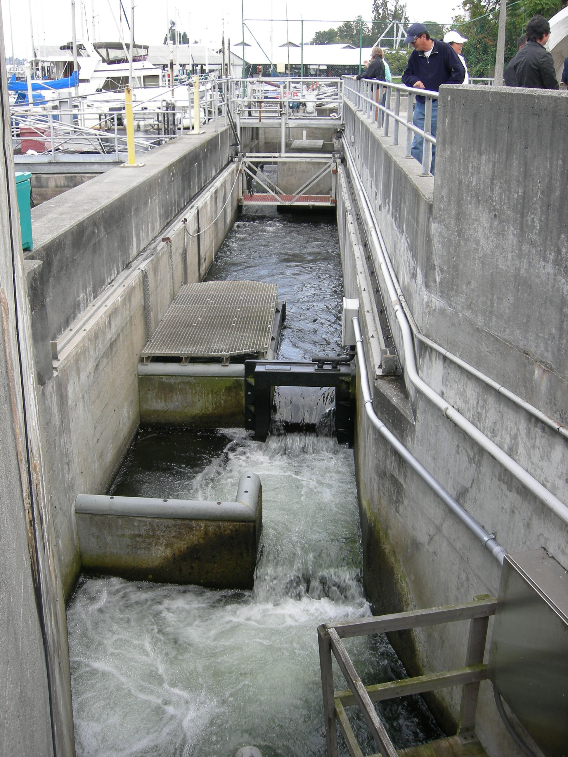 Ballard Locks 鱼梯阶梯