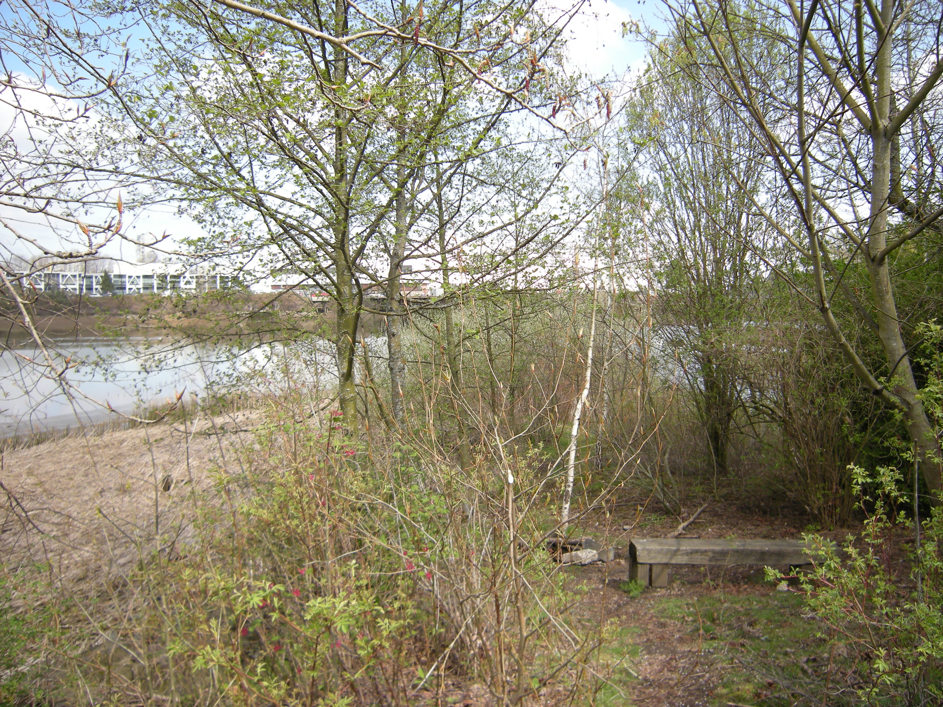 Duwamish 河岸湿地修复站点的景观
